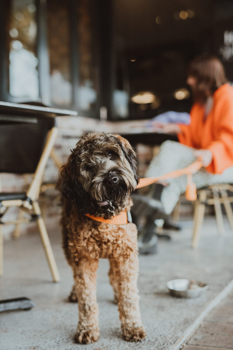 Son of a Gun 2 768x1152