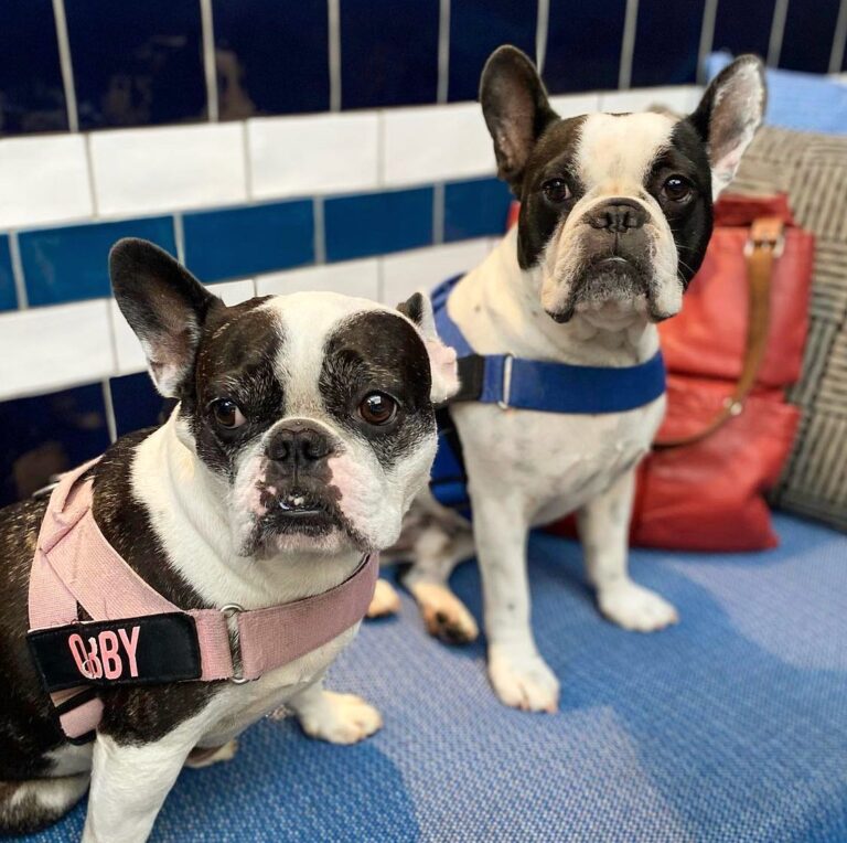 The Harold 2 768x764