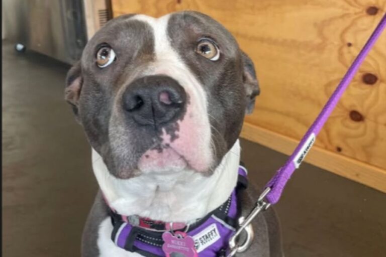 The Local Cafe 2 768x512