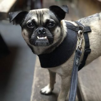 Profile picture of BUBBA