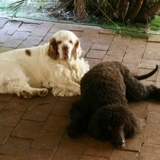 Profile picture of Jack the Clumber & Storm the Irish Water Spaniel