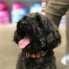 Profile picture of Spartacus