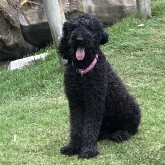 Profile picture of Belle