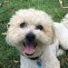 Profile picture of Archie Flynn