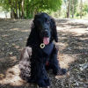 Profile picture of Alfie