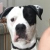 Profile picture of Archie